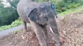 Wild elephant cools off in pond