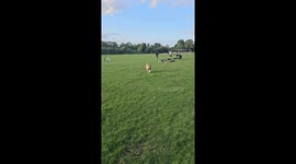 Dog demonstrates incredible dribbling skill as she controls football with her paws
