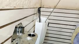 Deadly cobra pulled from resident's toilet in northern India