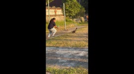 Dog intercepts prize duck during chase in Bali