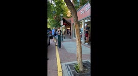 Elk and calf walk through Estes Park streets, Colorado