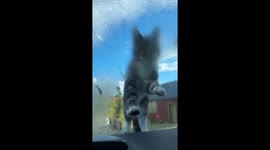 Cat wipes windscreen in Haugesund, Norway