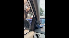 Monkey hitches a ride by climbing on car mirror