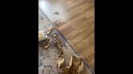 Dog Makes a Soapy Mess After Chewing Up Package