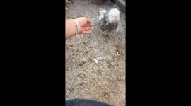 Chicken Gets a Haircut