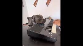 A Staffordshire Bull Terrier Enjoying the Piano