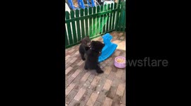 China: The two little bear cubs had a “fierce” fight over a rocking toy horse