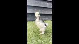 Baby Mottled Silkie Chick