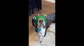 Too-Small Dog Hat Is Still Perfect Size for Snout