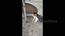 China: Friendship That Crosses Species