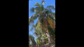 Falling Coconut Has Perfect Aim for Man's Head