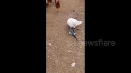 China: A Kitty Was Harassed By A Rooster