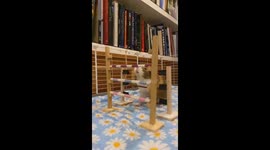Record-Holding Guinea Pig Perfectly Clears Hurdle