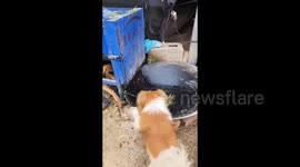 China: Dogs Trying to Catch a Mouse