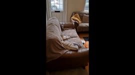 Kitten Chills on the Couch