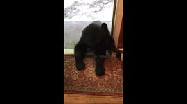 A Bear Cub Stole My Rug