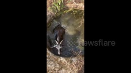China: A Swimming Sheep