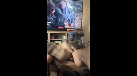 Hilarious moment cat falls asleep while biting owner's feet