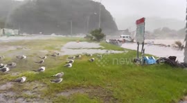 Typhoon Shanshan – Flock Of Seabirds Take Shelter On Ground Amid Strong Winds