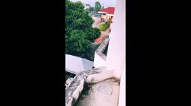 Mother cat and kitten peer round balcony to see owner