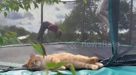 Cat lies still while kids bounce on trampoline behind