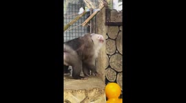 Monkey becomes a hit by striking poses for tourists in China