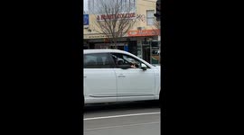 Bizarre moment parrot flies into vehicle after driver whistles