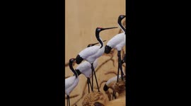 Retired Chinese horticulturist crafts over 4,000 lifelike clay birds
