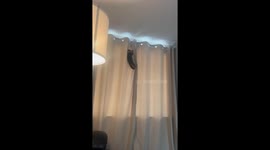 Curious kitten climbs curtain for the 1st time after being impressed by sibling