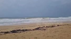 Lifeguards save dolphin stranded on beach in Phuket, Thailand