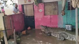 Resident terrified to find 15ft crocodile in his front porch