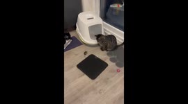 Unlikely friendship: Adorable cat tries her best to befriend a tiny mouse