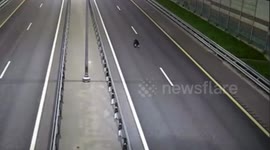 Motorists stuck in bizarre traffic jam behind black bear on motorway