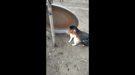 Fighting like cat and duck! Two animals form unlikely bond
