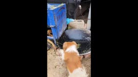 Two pet dogs chase mouse that fell into cooking pot