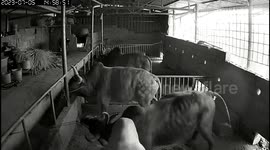 Cow accidentally flips his friend during scuffle