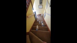 Hilarious prank when mum is tricked by water 'Running' down the stairs