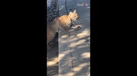 Dramatic moment: Squirrel munching on meal falls victim as a Bobcat pounces