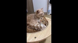 Two tabby cats cuddle together in their basket
