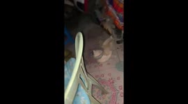Hulk kitty does sit ups in a collar trying to scratch itch