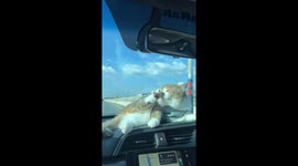 Pet cat chills on car dashboard while travelling on motorway