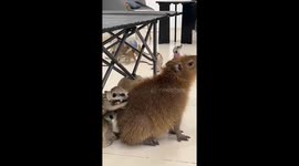 Meerkats cosy up with capybara