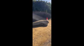 Seal chases women who have been capturing his antics for a long time