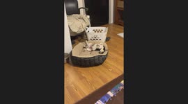 My puppy Tony Bark is always sleeping in the funniest ways!