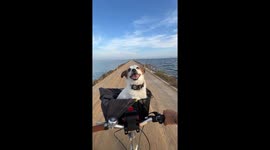 Dog Takes in the Scenery from her Throne