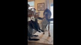 Wallaby and Mini Cow are Best Friends