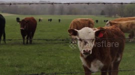 Cows enjoying the rain after a summer time Thunderstorm moved out