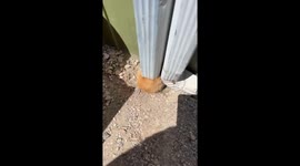 It's Raining Kittens