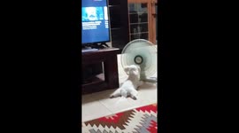 How to Cool Off a Hot Dog