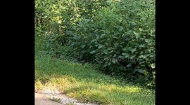Trailside Snake Wrestling